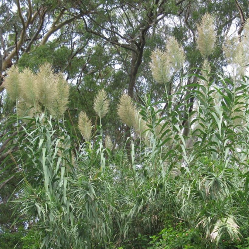 Arundo donax - Caña comun (Porte)