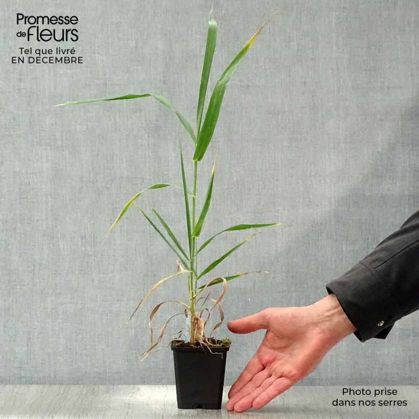 Arundo donax - Canne de Provence en godet de 9cm Ejemplar entregado en invierno