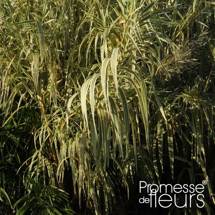 Arundo donax Aureovariegata - Caña comun (Follaje)