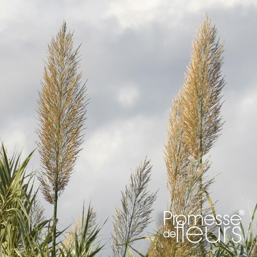 Arundo donax Aureovariegata - Caña comun (Floración)