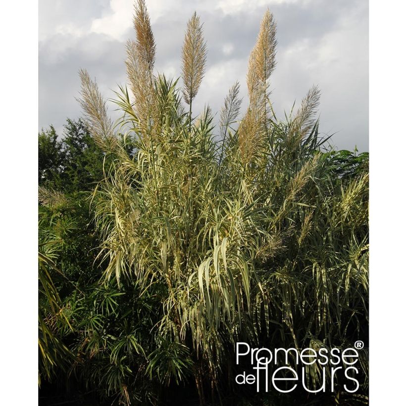 Arundo donax Aureovariegata - Caña comun (Porte)