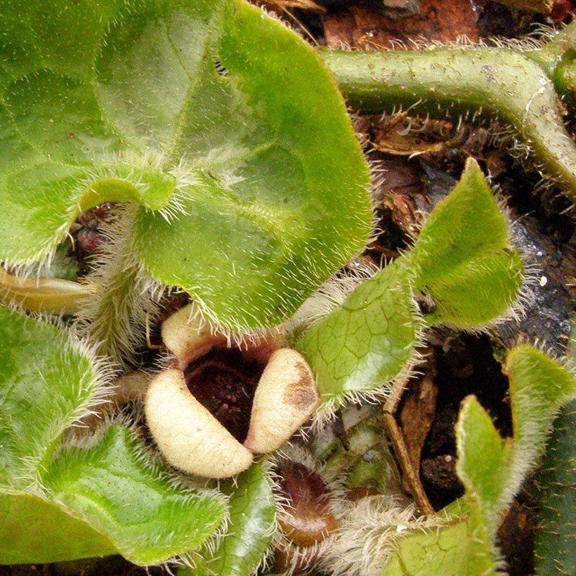 Asarum pulchellum - Ásaro (Floración)