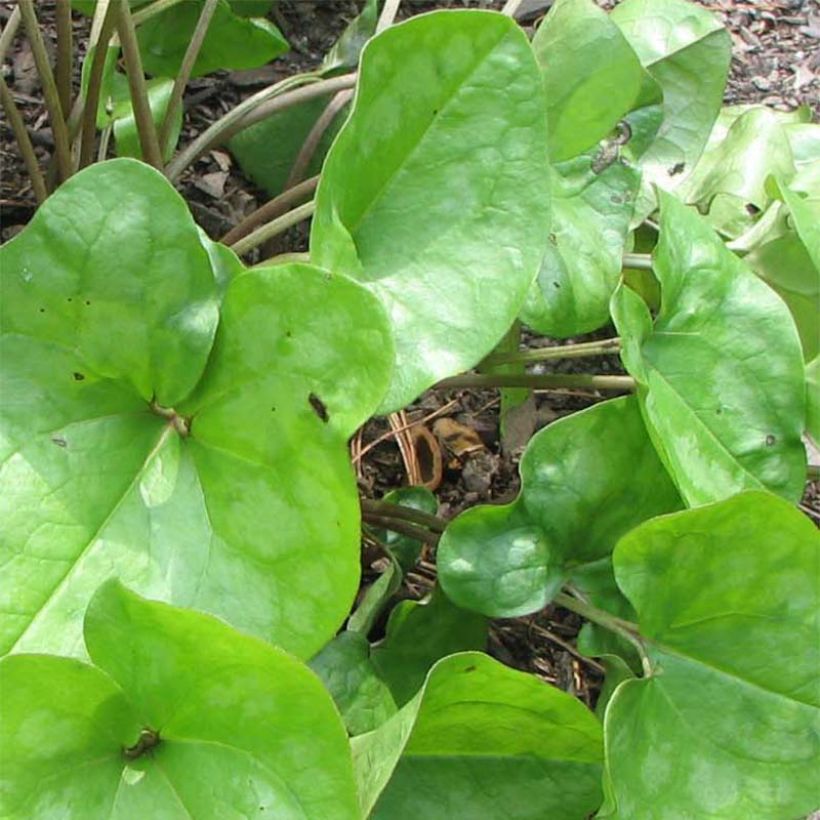 Asarum arifolium - Ásaro (Follaje)