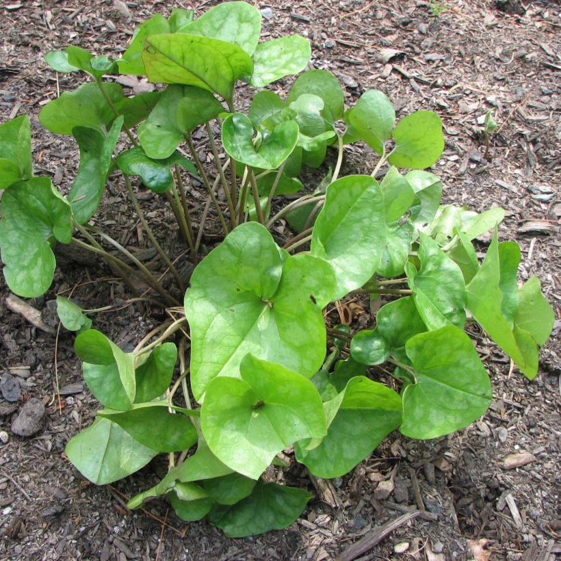 Asarum arifolium - Ásaro (Porte)