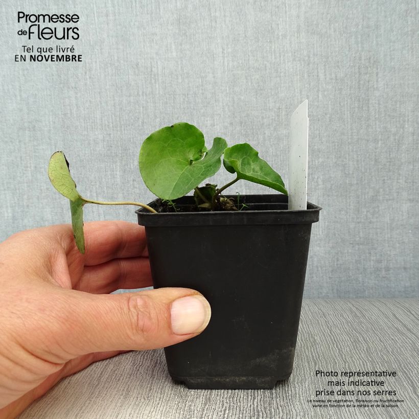 Ejemplar de Asarum europaeum - Asaret d'Europe Godet de 9cm entregado en otoño