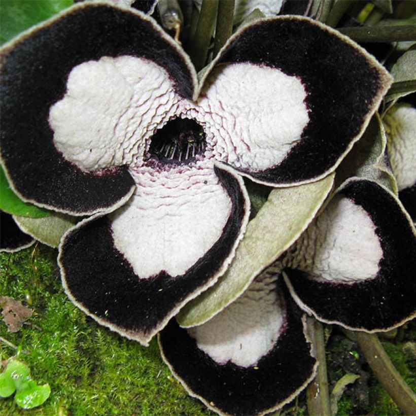 Asarum maximum Giant (Floración)