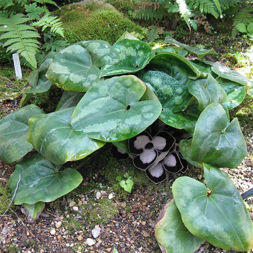 Asarum maximum Giant (Porte)