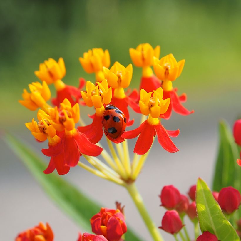 Asclepias curassavica - Flor de sangre (Floración)