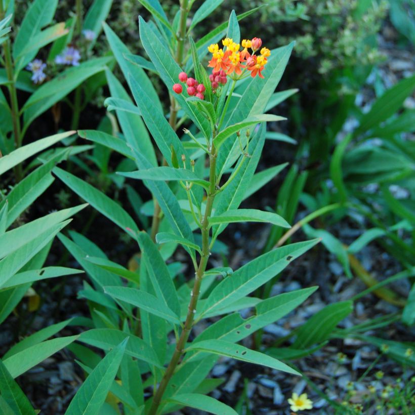 Asclepias curassavica - Flor de sangre (Follaje)