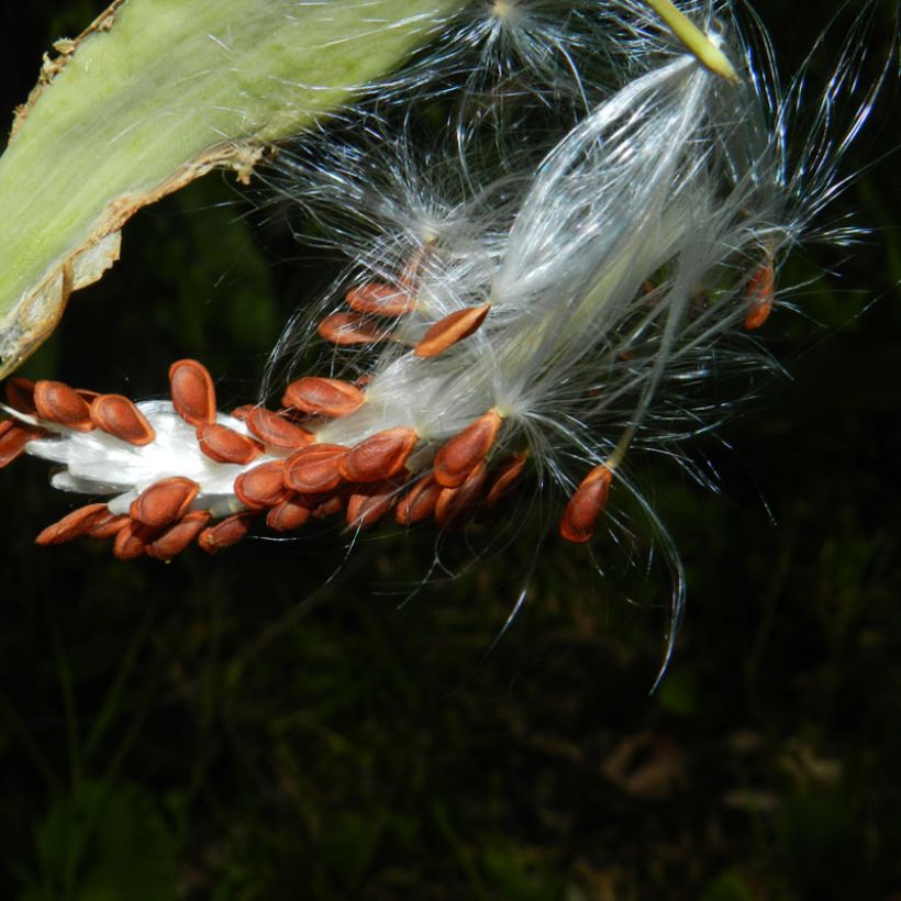 Asclepias curassavica - Flor de sangre (Cosecha)