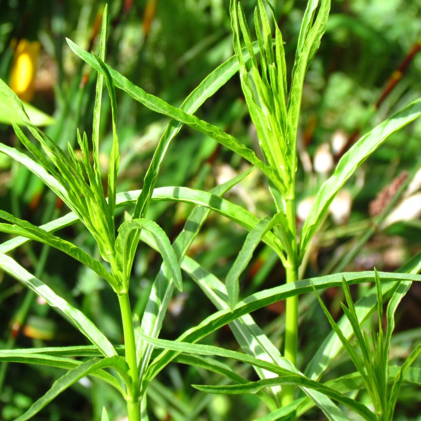 Asclepias fascicularis - Algodoncillo (Follaje)