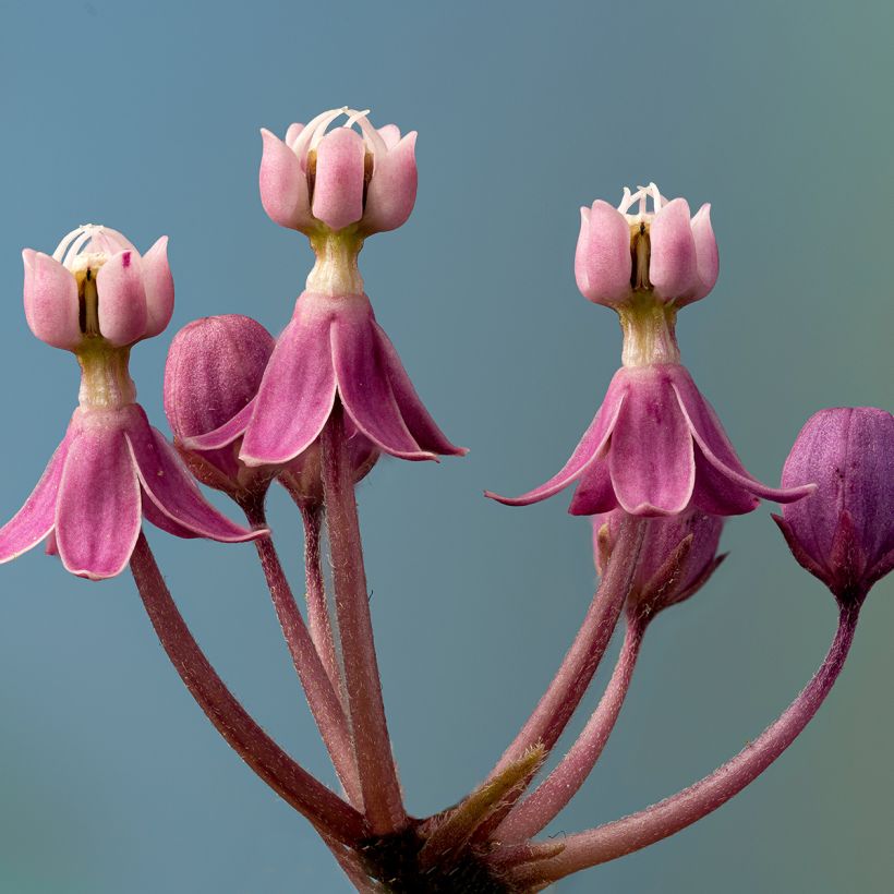 Asclepias incarnata - Algodoncillo de México (Floración)