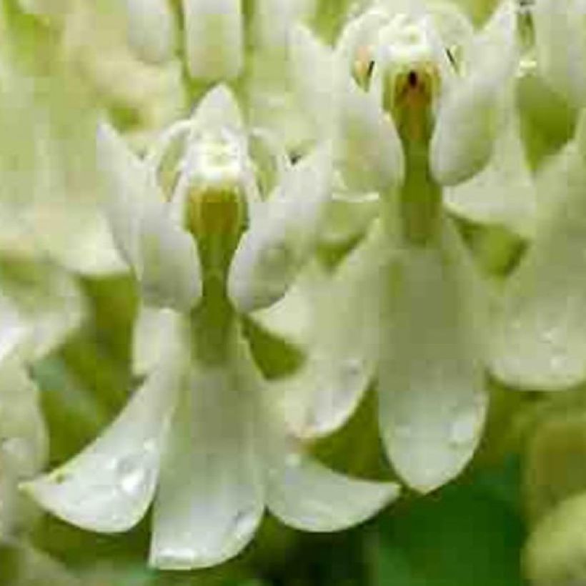 Asclepias incarnata Ice Ballet (Floración)