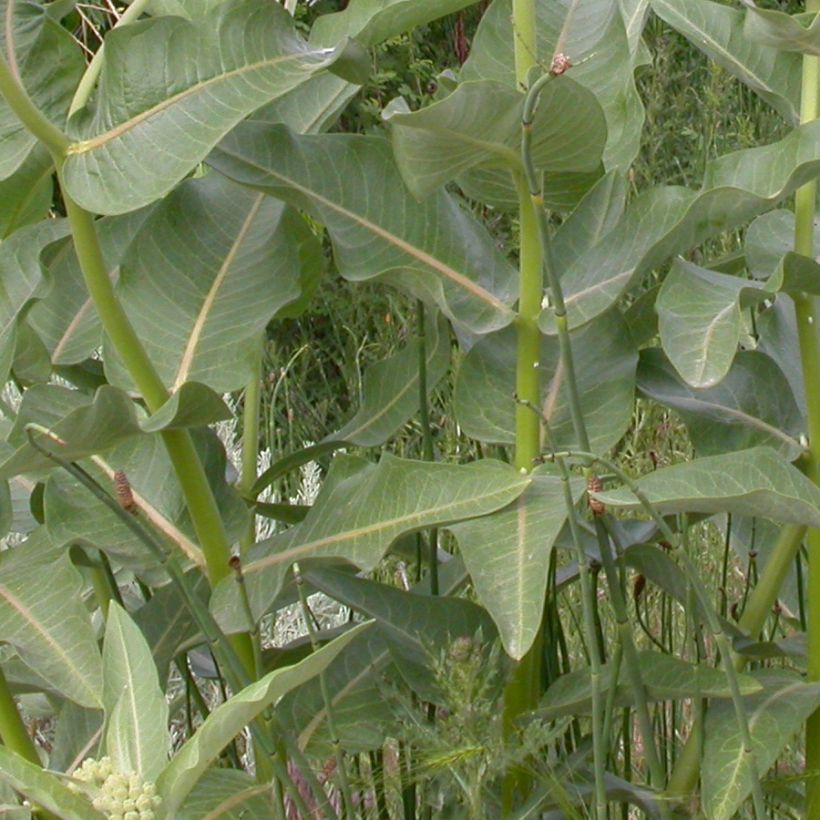 Asclepias speciosa - Algodoncillo (Follaje)