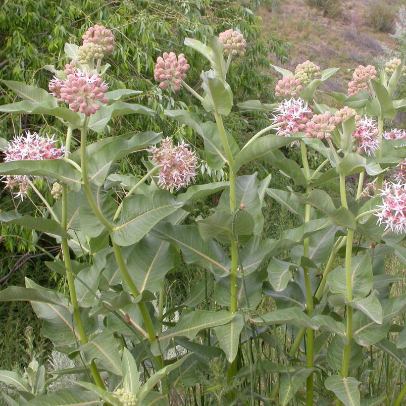 Asclepias speciosa - Algodoncillo (Porte)