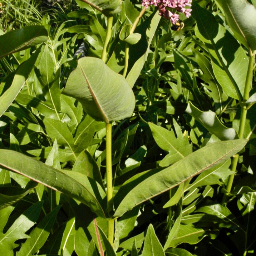 Asclepias sullivantii - Algodoncillo (Follaje)