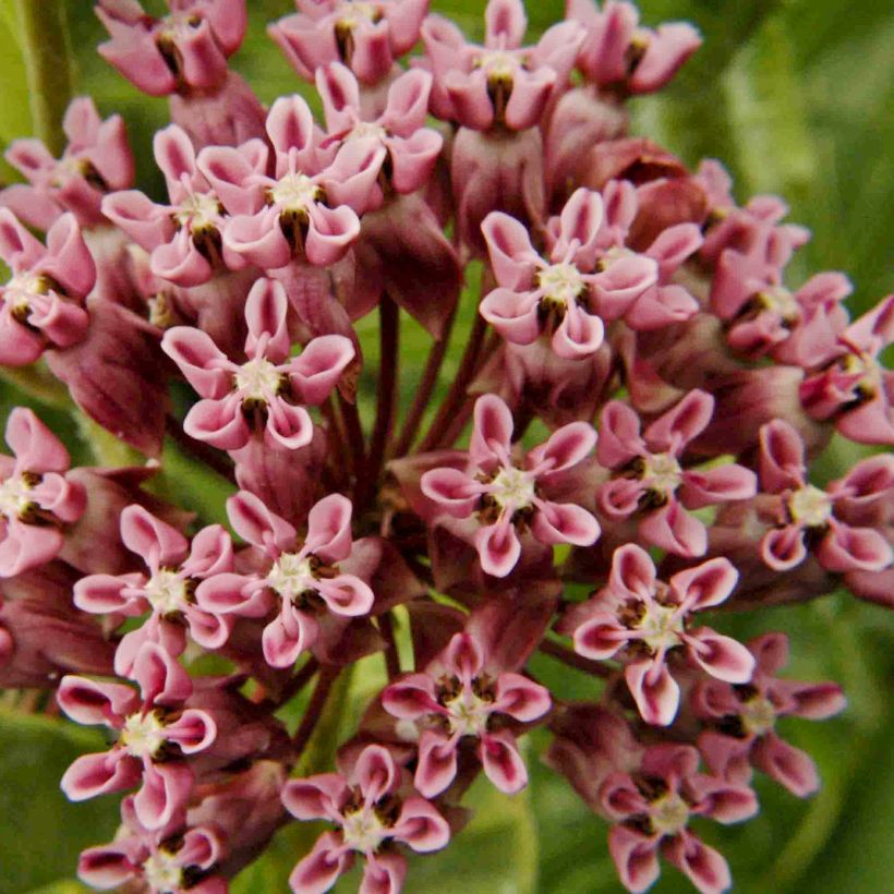 Asclepias sullivantii - Algodoncillo (Floración)