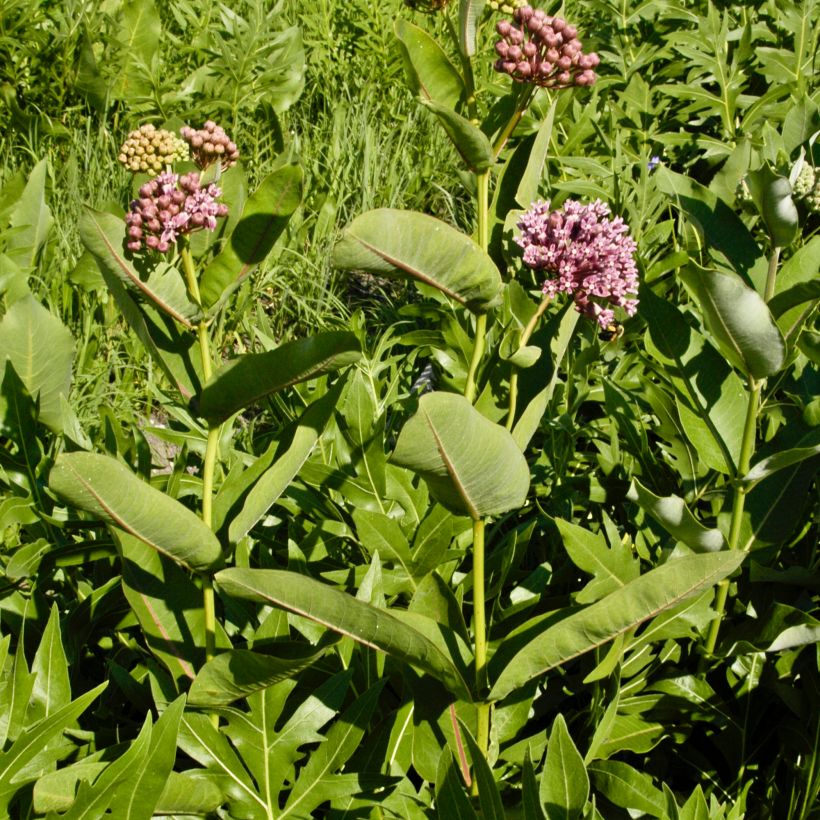 Asclepias sullivantii - Algodoncillo (Porte)