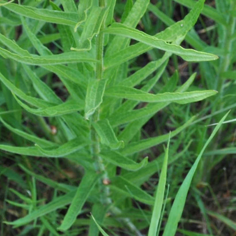 Asclepias tuberosa - Algodoncillo (Follaje)