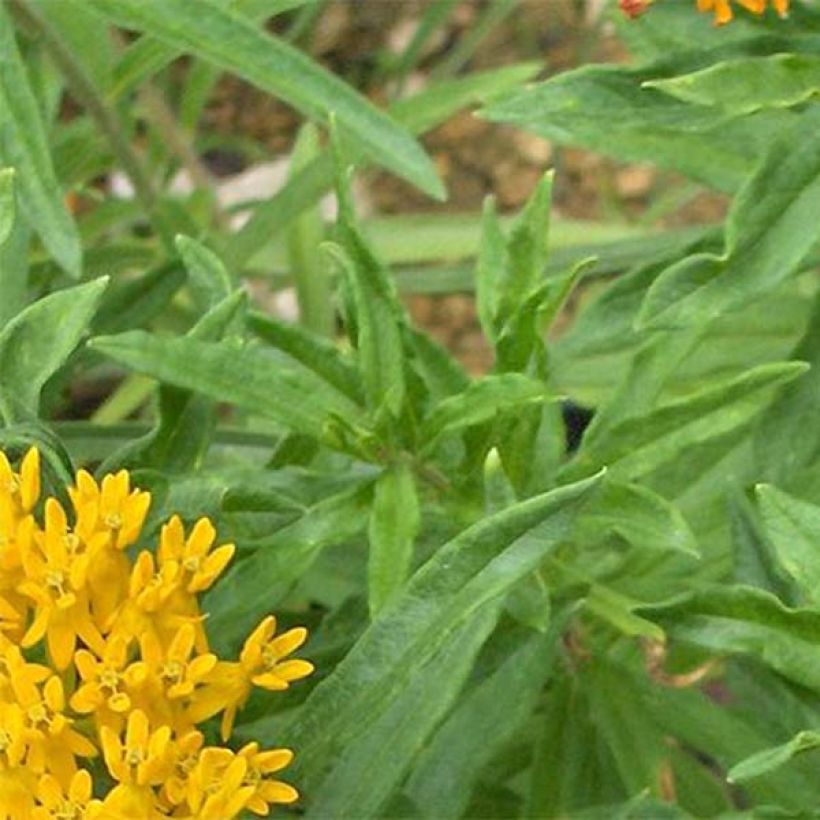 Asclepias Hello Yellow - Asclepias tuberosa (Follaje)