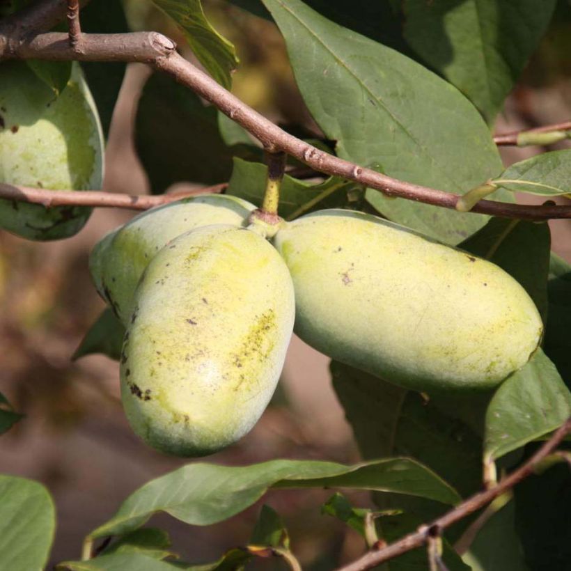 Asimina triloba Sunflower (Cosecha)