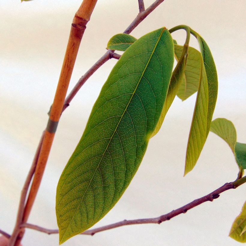 Asimina triloba Sunflower (Follaje)