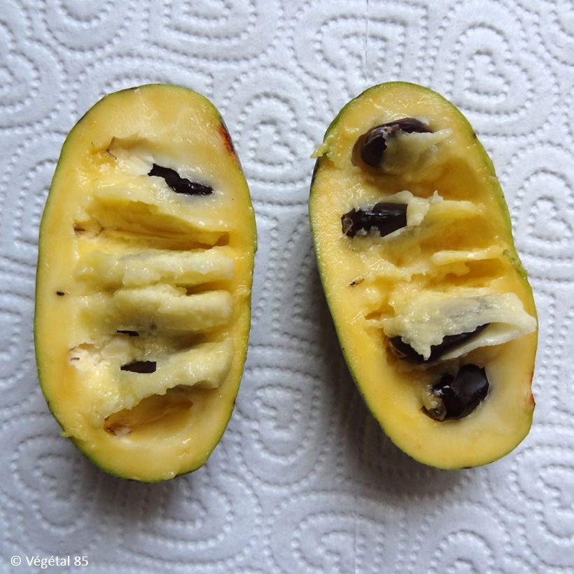 Asimina triloba Summer Delight - Pawpaw (Cosecha)