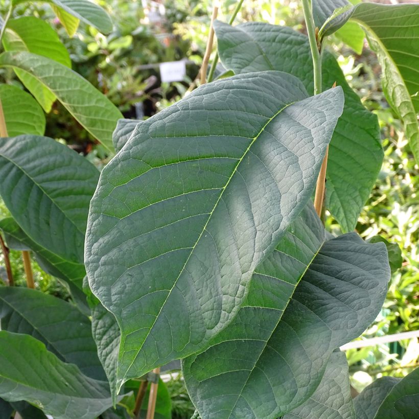 Asimina triloba Shenandoah (Follaje)