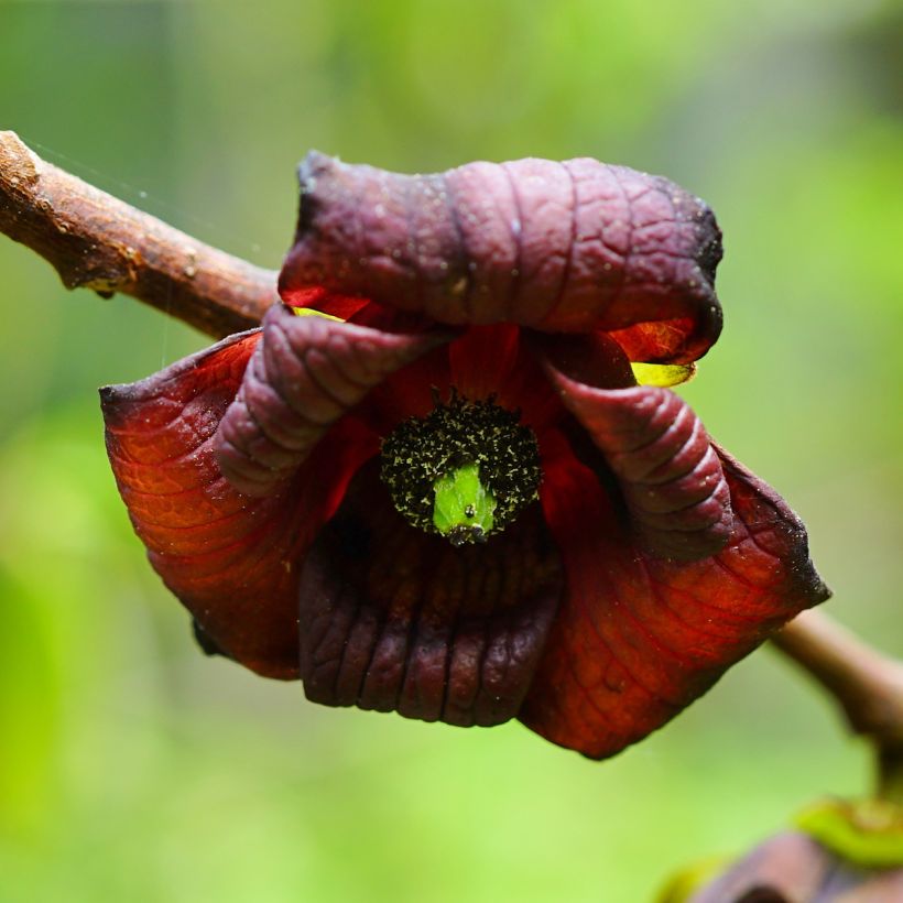 Asimina triloba Shenandoah (Floración)