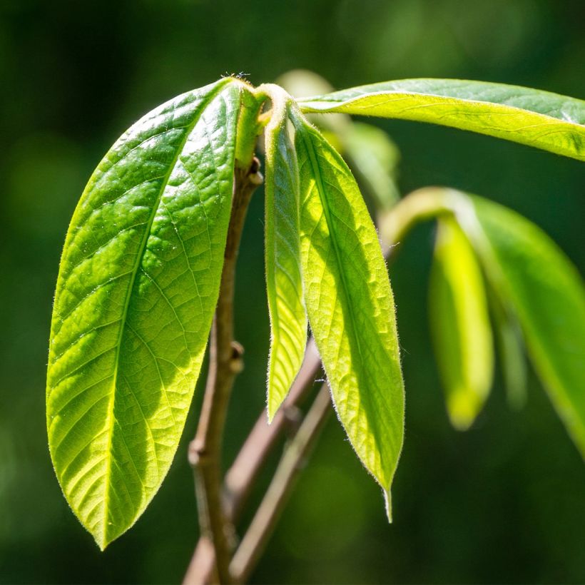 Asimina triloba Wells (Follaje)