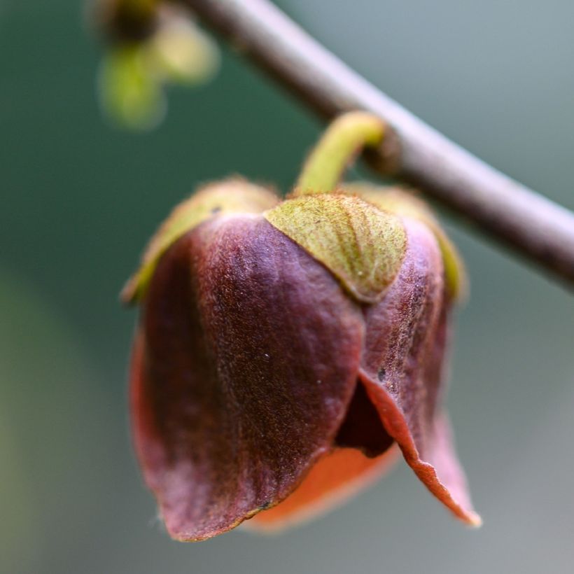 Asimina triloba Wells (Floración)