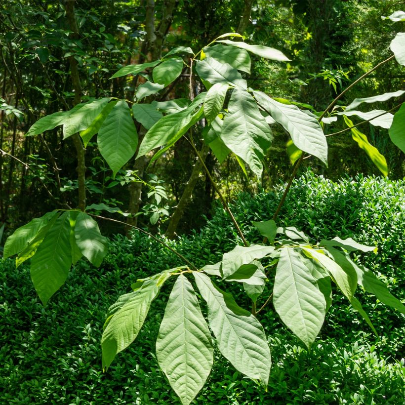 Asimina triloba Wells (Porte)