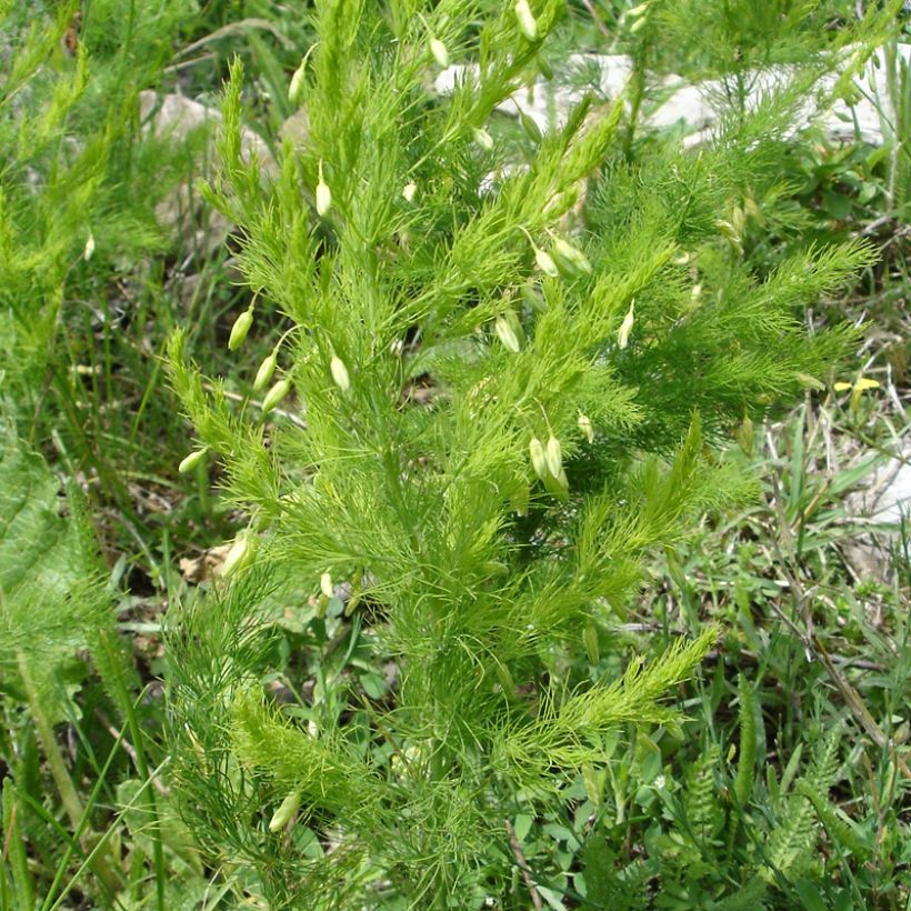 Asparagus pseudoscaber Spitzenschleier (Porte)