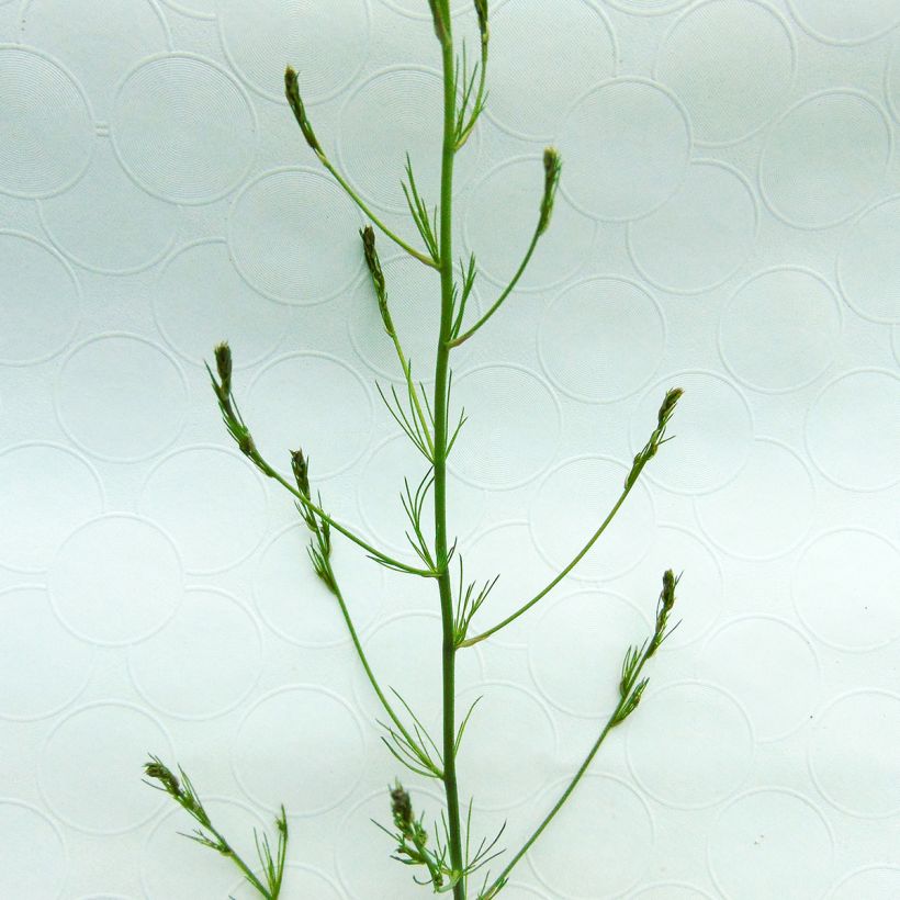 Espárrago blanco - Asparagus officinalis (Follaje)