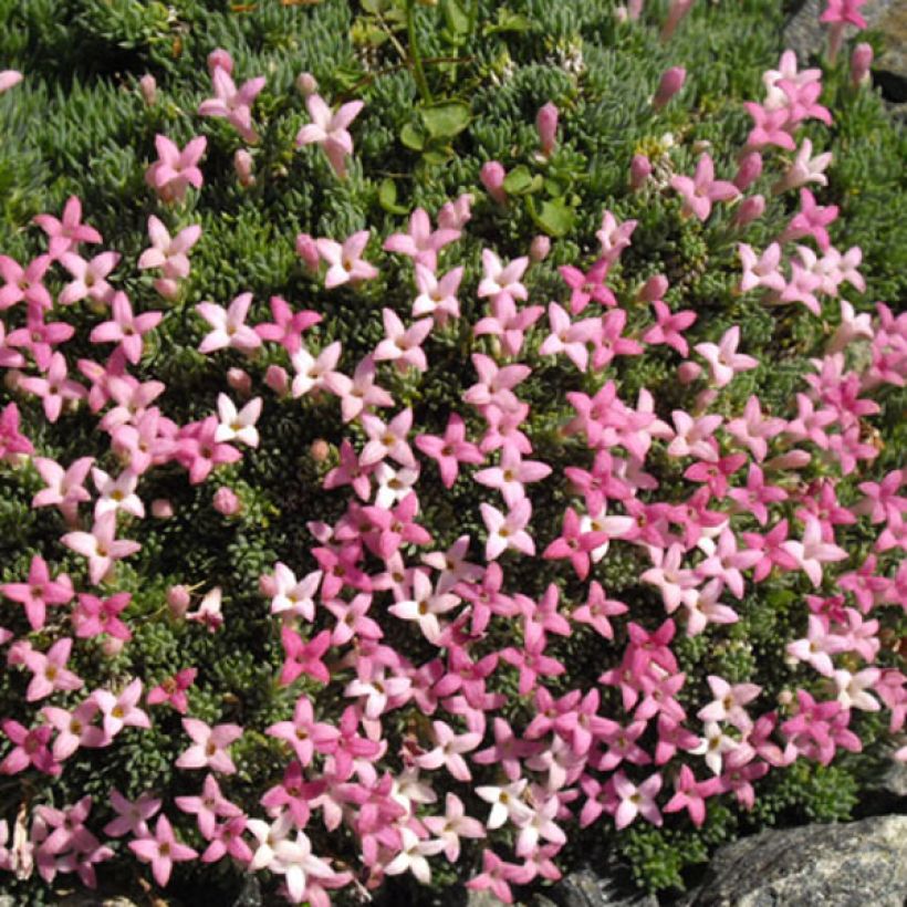 Asperula sintenisii (Floración)