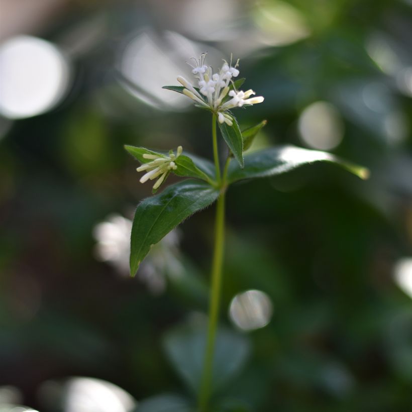 Asperula taurina (Floración)