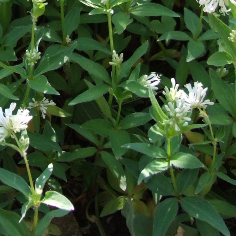 Asperula taurina (Follaje)