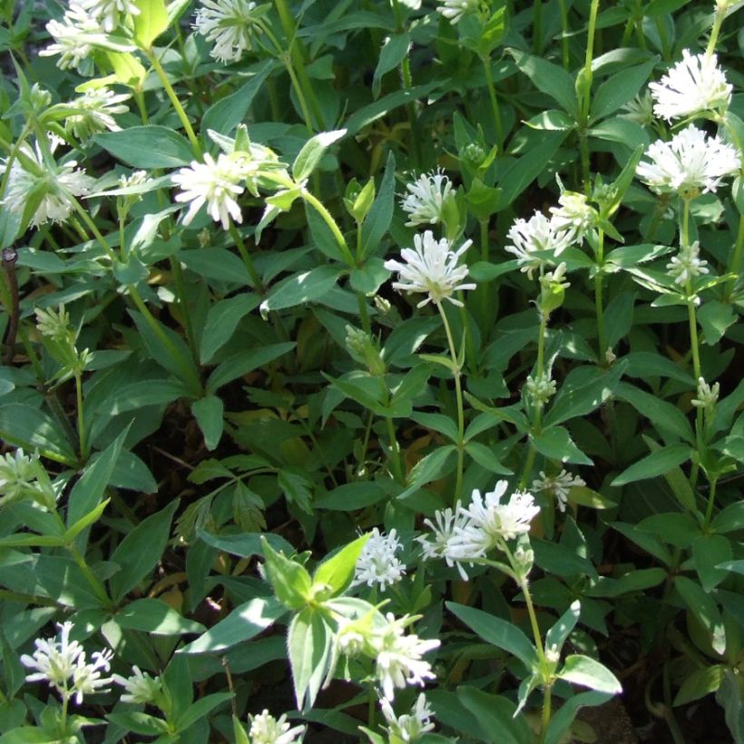 Asperula taurina (Porte)