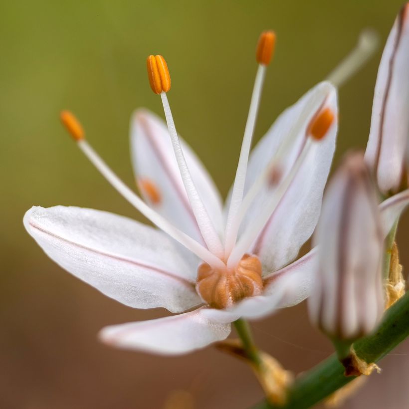 Asphodelus albus - Asfódelo (Floración)