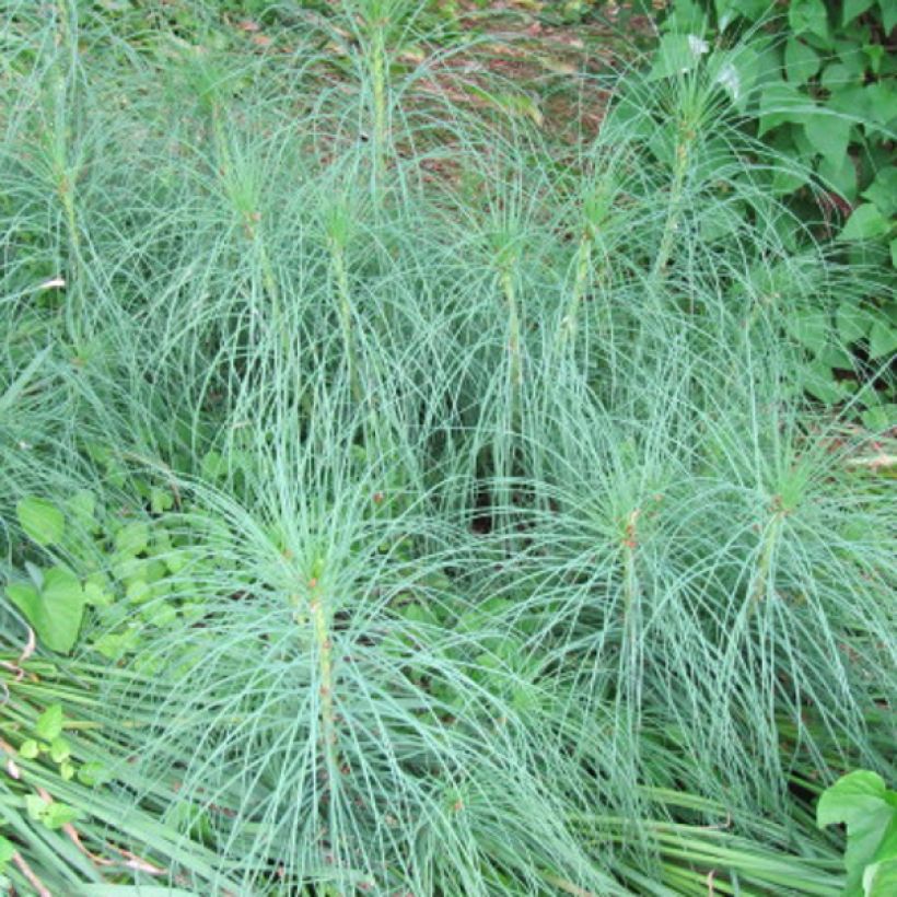 Bastón de Jacob - Asphodeline liburnica (Follaje)