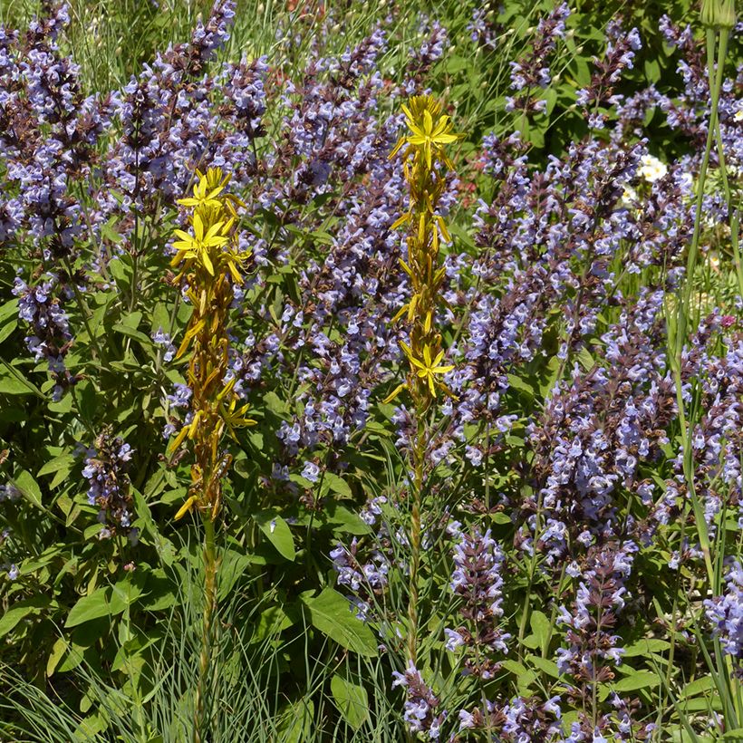 Bastón de Jacob - Asphodeline liburnica (Porte)