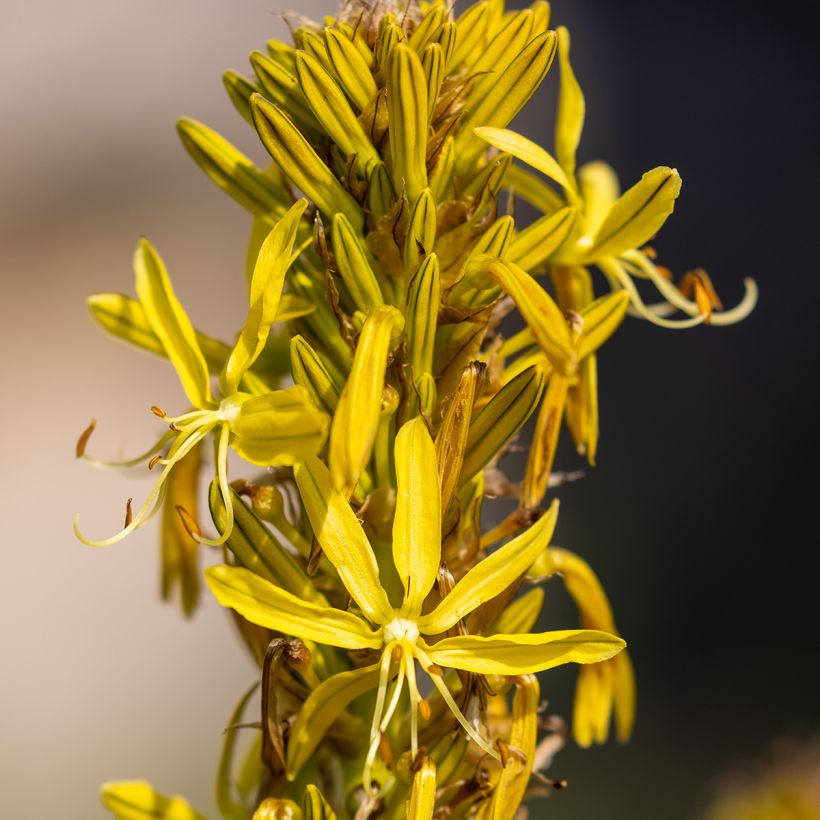 Bastón de Jacob - Asphodeline lutea (Floración)