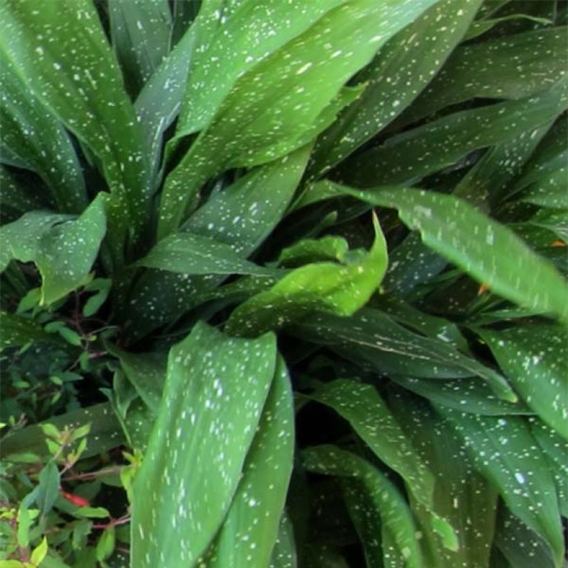 Aspidistra Milky way (Follaje)