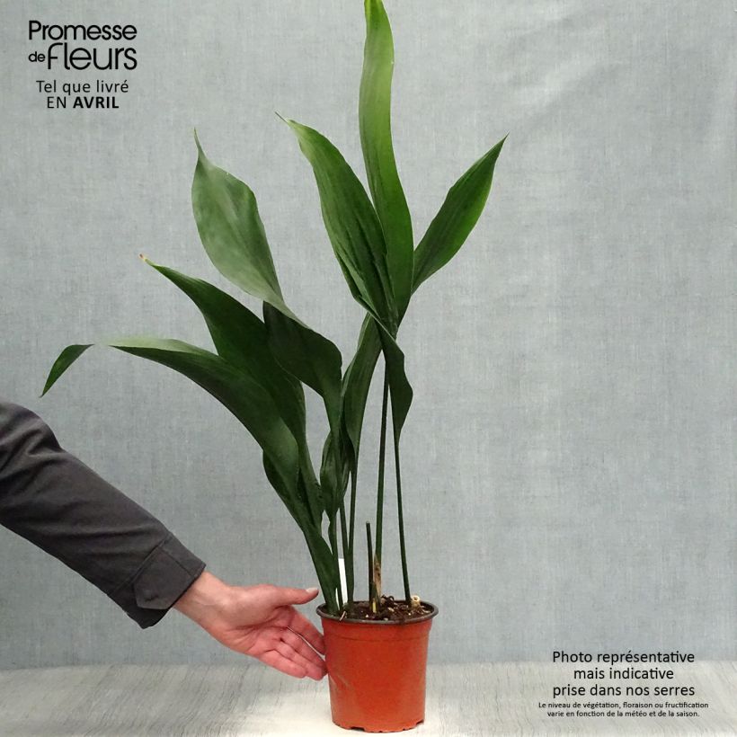 Aspidistra elatior - Aspidistre élevée Pot de 2L/3L Ejemplar entregado en invierno