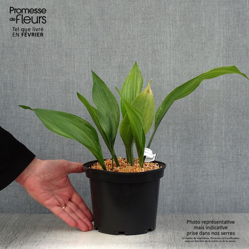 Aspidistra elatior Zebra - Aspidistre élevée Pot de 2L/3L Ejemplar entregado en invierno