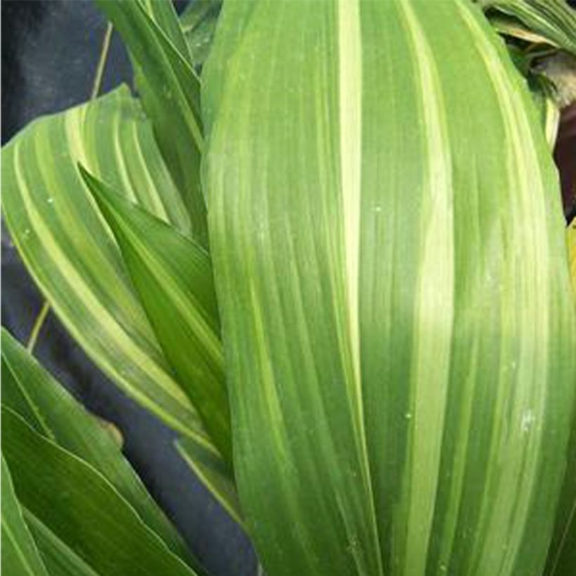 Aspidistra elatior Zebra (Follaje)