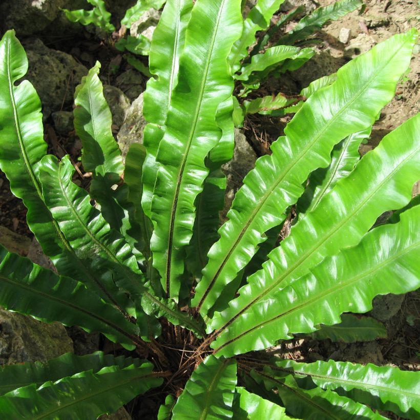 Asplenium scolopendrium Undulatum Group - Lengua cervina (Follaje)