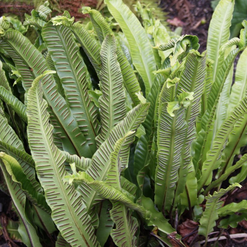 Asplenium scolopendrium Undulatum Group - Lengua cervina (Cosecha)