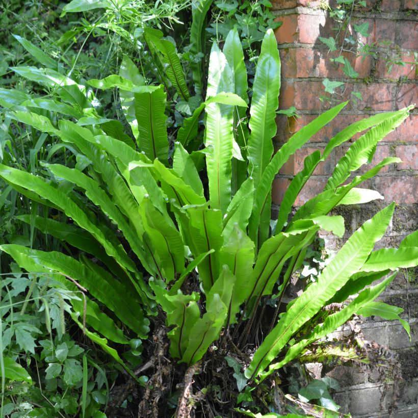 Asplenium scolopendrium Undulatum Group - Lengua cervina (Porte)