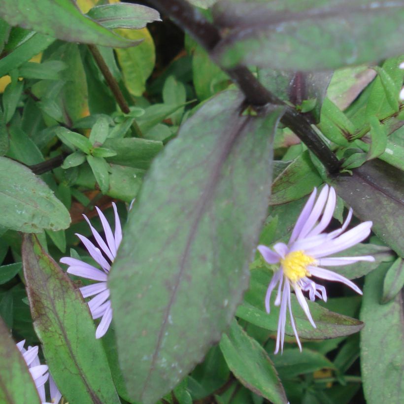 Aster laevis Calliope (Follaje)